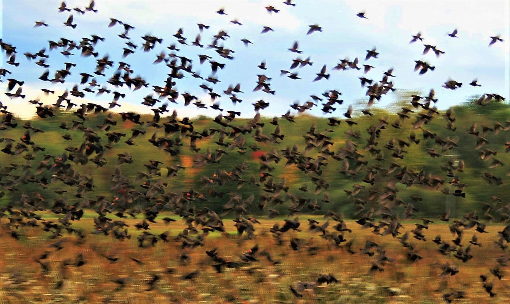 Flock of birds rise